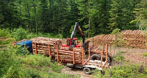 В 2021 году компании по переработке леса могут взять льготные кредиты
